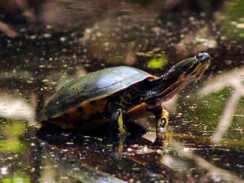 玄武：传说的兽原型探秘（水龟）