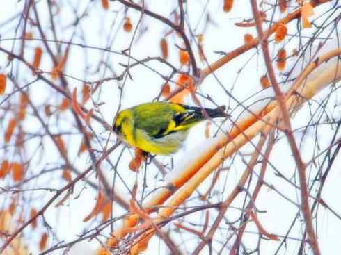 家禽驯化之源之十九