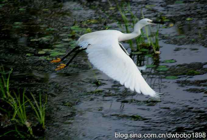 鸟友同游怀沙河 鸟友同游怀沙河