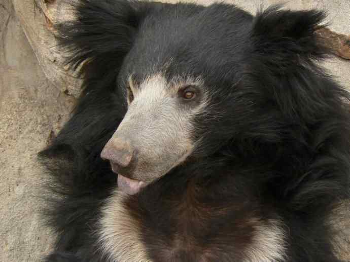 盘点十二大著名食蚁动物：懒熊