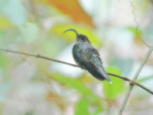 猎奇：奇特的鸟喙之九