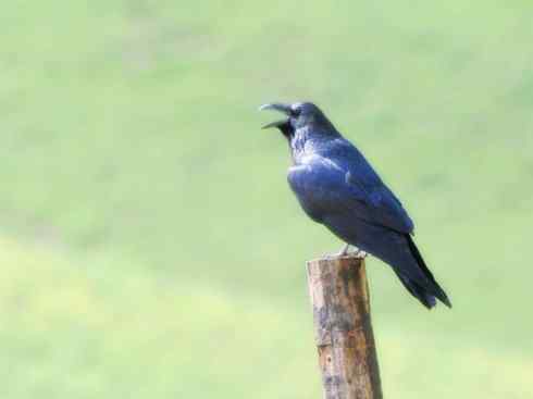 家禽驯化之源之二十九