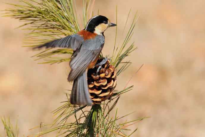 【新鸟】稻香湖的杂色山雀