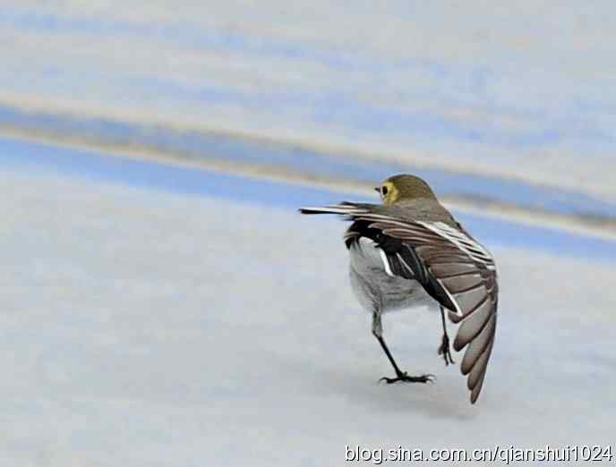 清仓晒鸟儿 清仓晒鸟儿