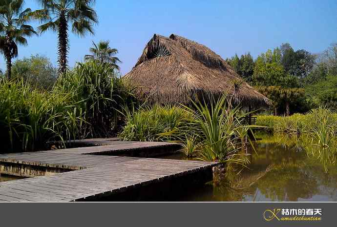 西双版纳拍鸟之二【实拍】