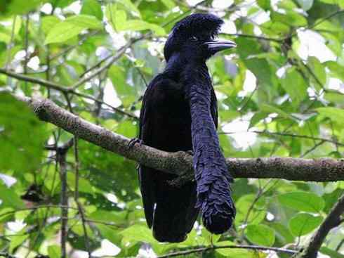 极品红色鸟类：深红紫伞鸟