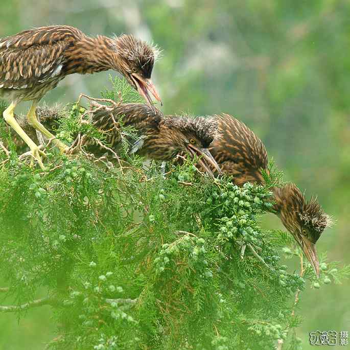 小白鹭与小夜鹭