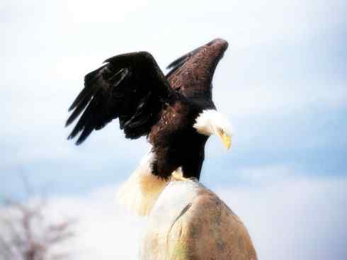 白头鸟系列：另类的美丽（白头海雕）