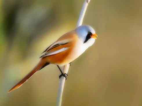 家禽驯化之源之二十