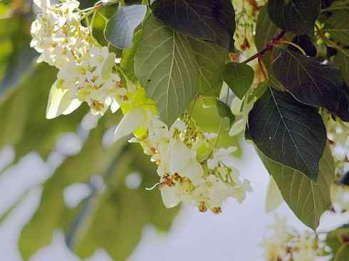 鱼类活化石：美洲肺鱼