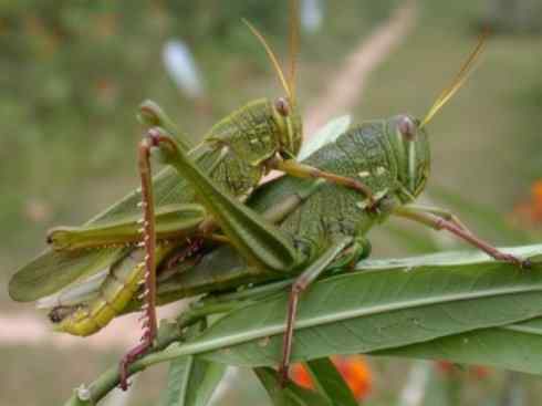 自然奇观：动物大迁徙(东亚飞蝗）