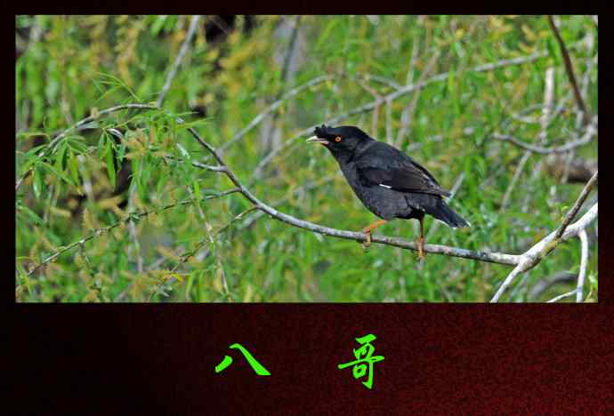 北京动物园的鸟类——八哥