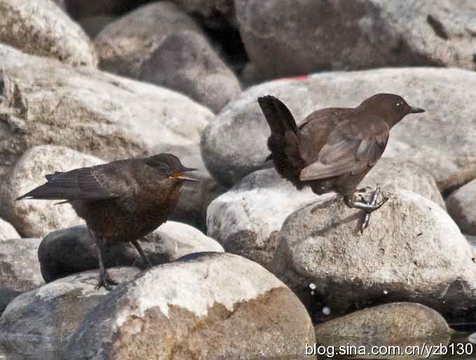十渡首拍褐河乌
