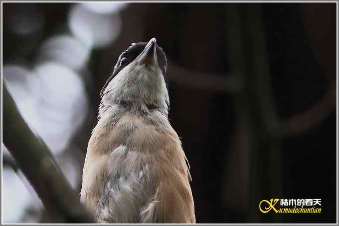 棕背伯劳一组【照片】