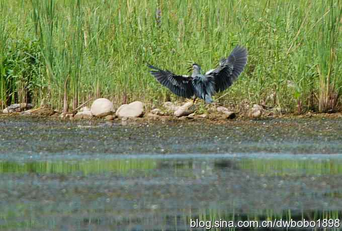 冒酷暑寻拍绿鹭 wbr长途奔袭古北口