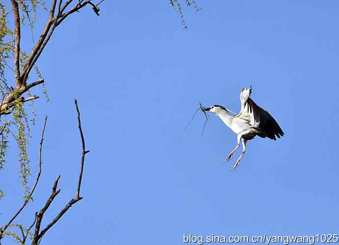 北京动物园的鸟类——飞（夜鹭）18