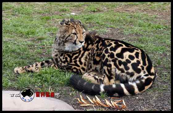 不同寻常的猎豹  王猎豹