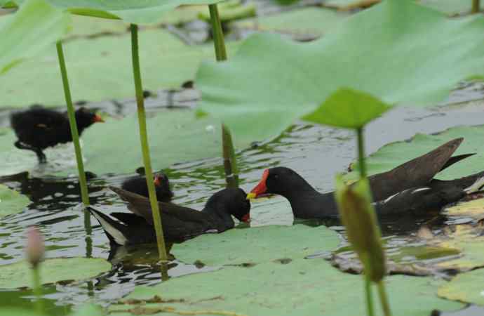 再拍黑水鸡（纪实）2