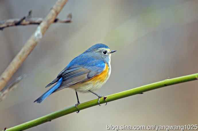 雄性红胁蓝尾鸲（24）