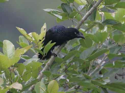 奇特的盔:大犀鹃 奇特的盔:大犀鹃