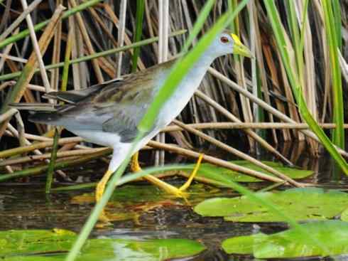 奇特的盔：紫水鸡