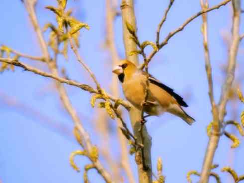 家禽驯化之源之二十二