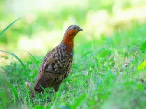 家禽驯化之源之九