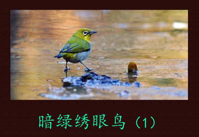 北京天坛公园的鸟类——暗绿绣眼鸟（1）