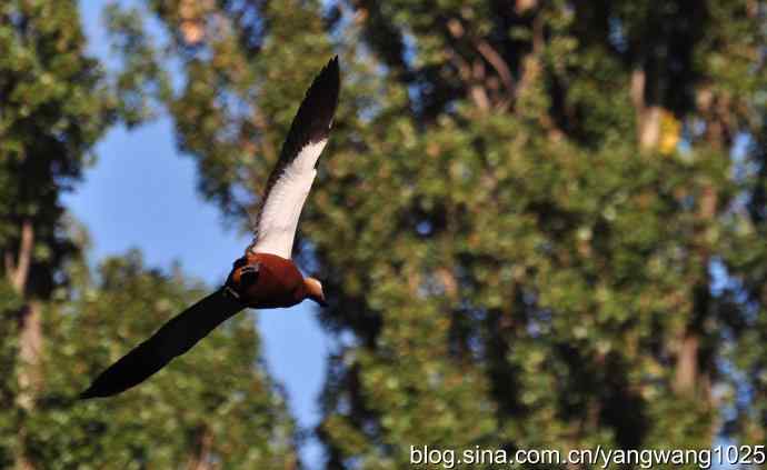 飞 wbr（赤麻鸭） wbr1