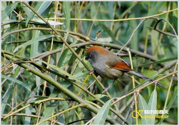 鈥湸蚰疋澦嫦搿菊掌 鈥湸蚰疋澦嫦搿菊掌