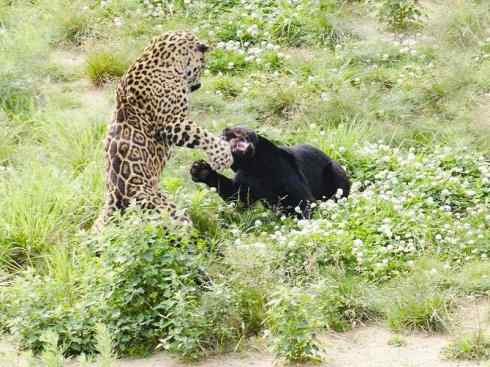 白虎：传说的兽原型探秘（美洲虎）