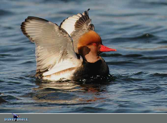 赤嘴潜鸭：冬天の靓色