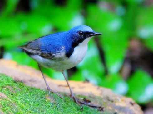 美丽无罪：雀鸟之溪鸲
