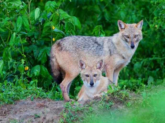犬科：犬亚科犬属之金豺、黑背豺（胡狼类）