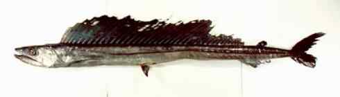 鱼类活化石：帆蜥鱼