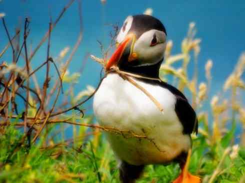 猎奇：奇特的鸟喙之七