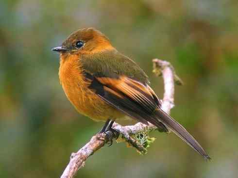 极品红色鸟类：朱红霸鶲