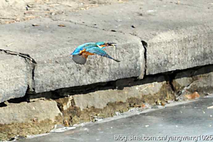 捕鱼全过程（纪实）