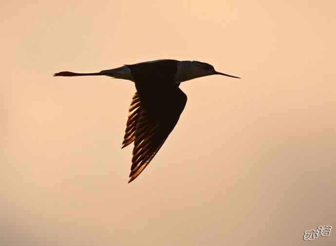 官厅水库&nbsp;wbr路&nbsp;wbr黑翅长脚鹬