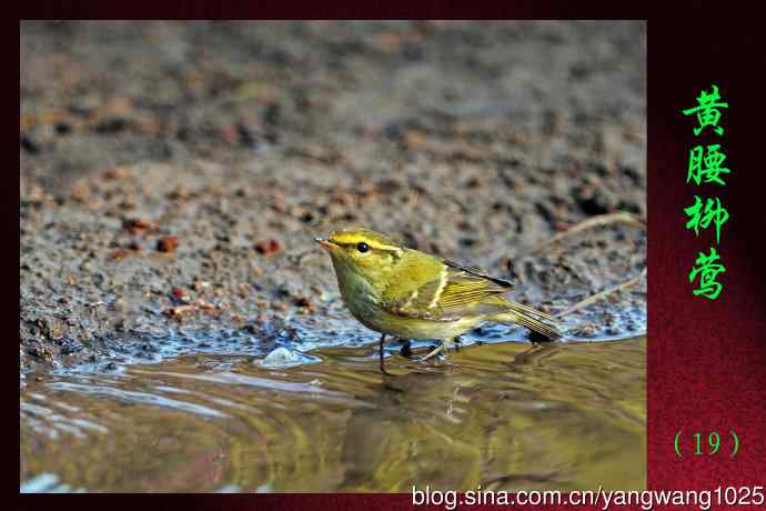 北京天坛公园的鸟类——黄腰柳莺（19）