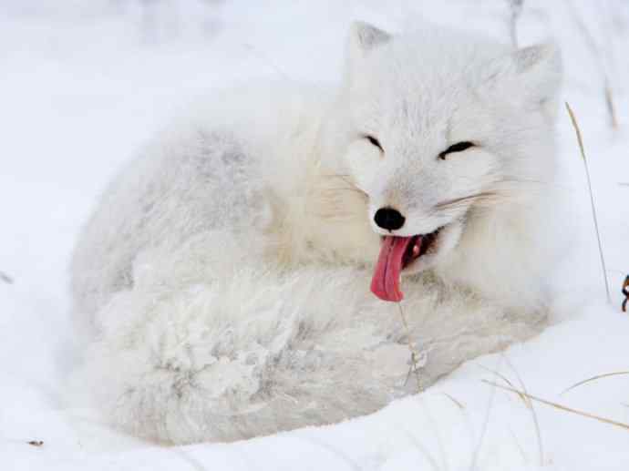 犬科：狐亚科之北极狐（雪鸮、雷鸟）