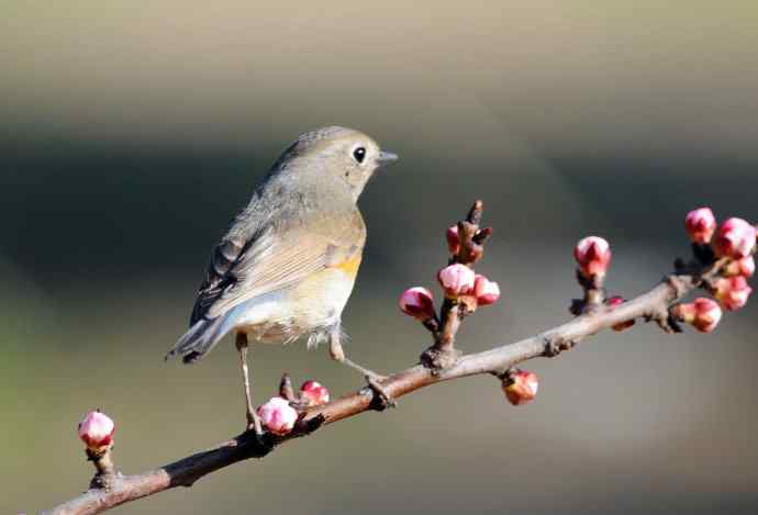 雌性红胁蓝尾鸲（42）