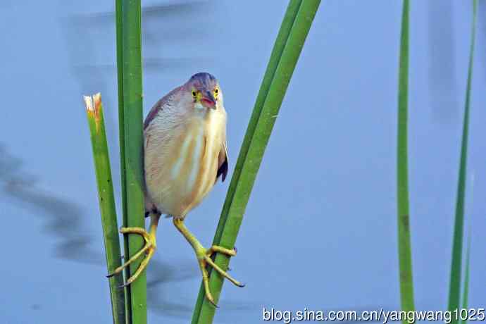 北京将府公园的鸟类——黄苇鳽专心致志