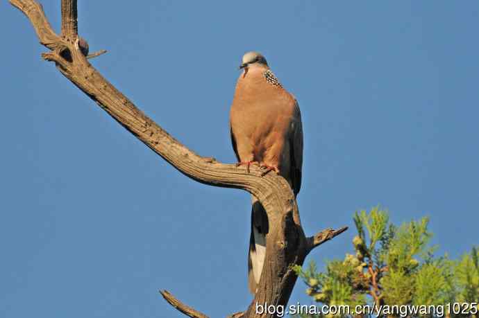 珠颈斑鸠（随拍）