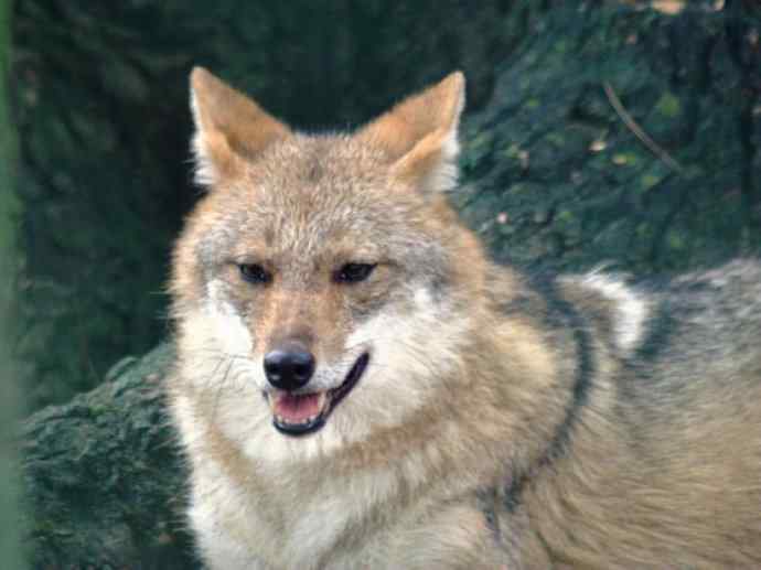 犬科：犬亚科犬属之金豺、黑背豺（胡狼类）