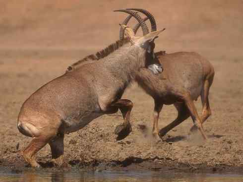 麒麟：传说的兽原型探秘（马羚）