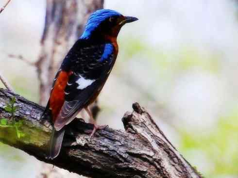 美丽无罪:雀鸟之矶鸫 美丽无罪:雀鸟之矶鸫