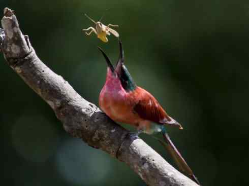 极品红色鸟类:红蜂虎 极品红色鸟类:红蜂虎