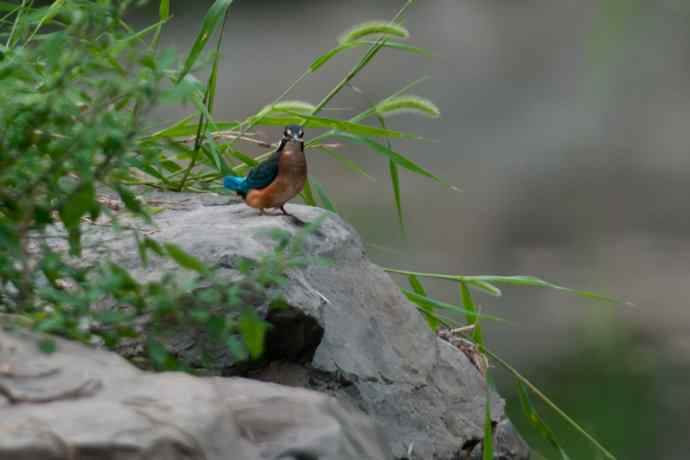 奇异翠少.衔棒苦练叼鱼功