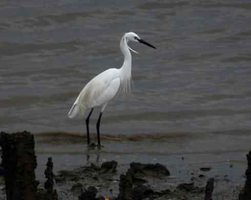 拍摄鹭鸟小结（组图，10张）